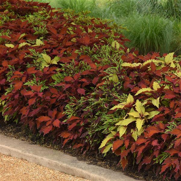 PLANT NAME Landscape