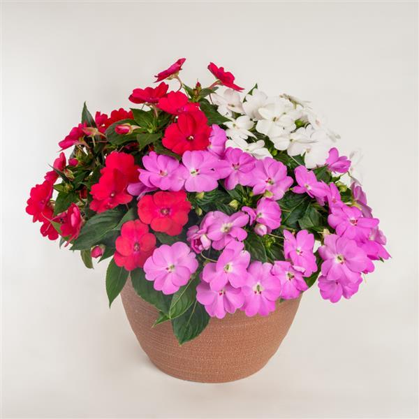 PLANT NAME Container