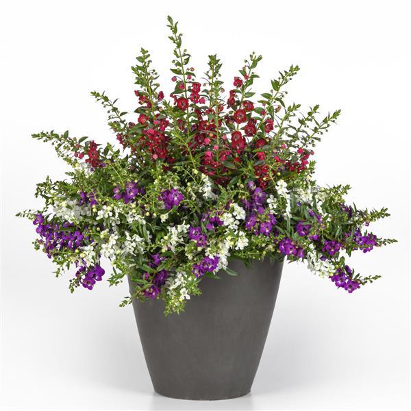 PLANT NAME Bloom