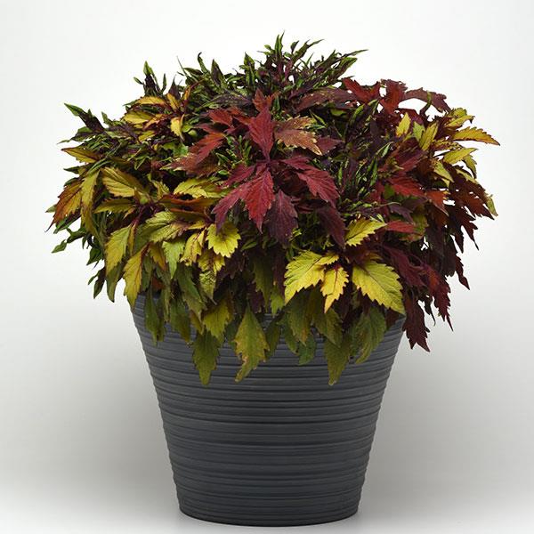 PLANT NAME Bloom