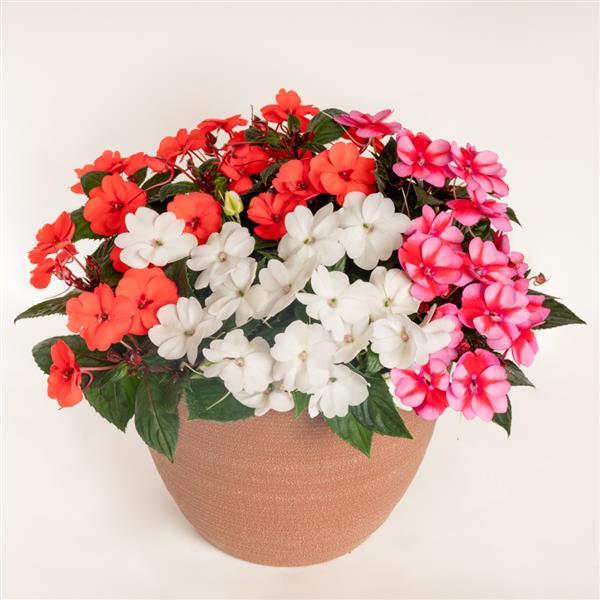 PLANT NAME Container
