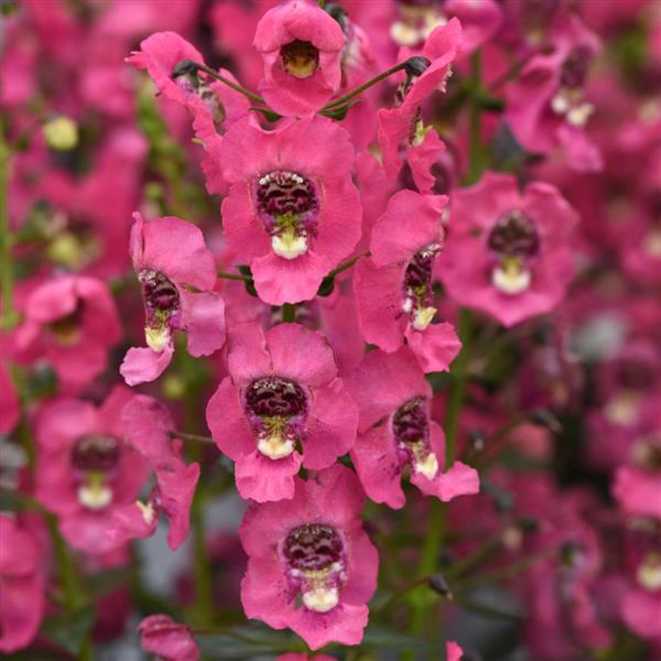 Angelonia Archangel™ Coral Improved