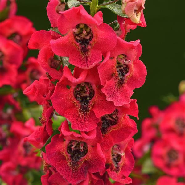 Angelonia Archangel™ Cherry Red 26