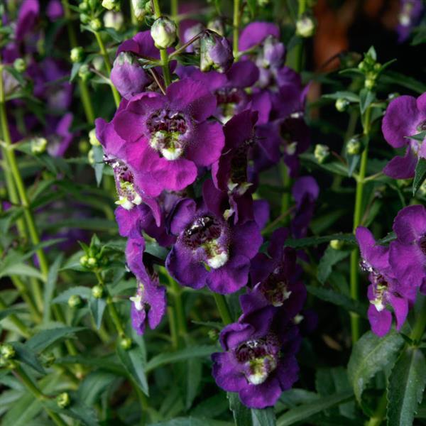 Angelonia Angelissa™ Purple