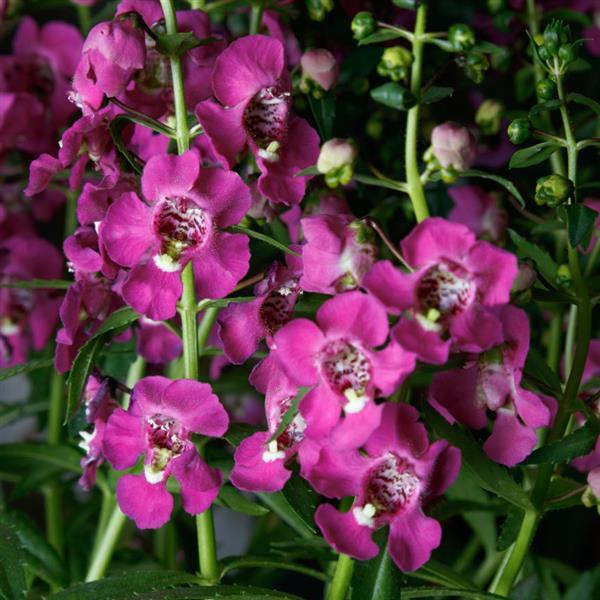 Angelonia Angelissa™ Rose
