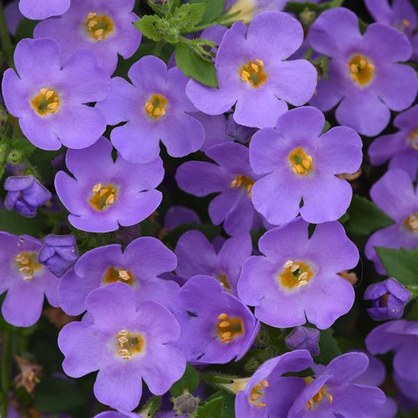 Bacopa Versa™ Blue