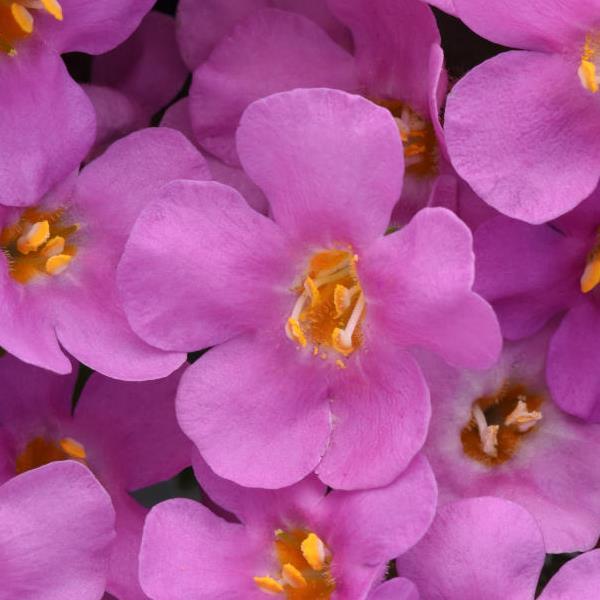 Bacopa MegaCopa™ Pink