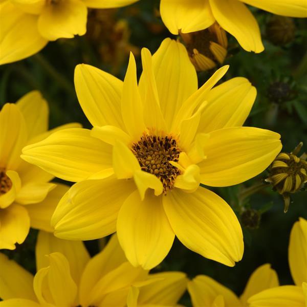 Bidens Sun Drop Compact Double Yellow