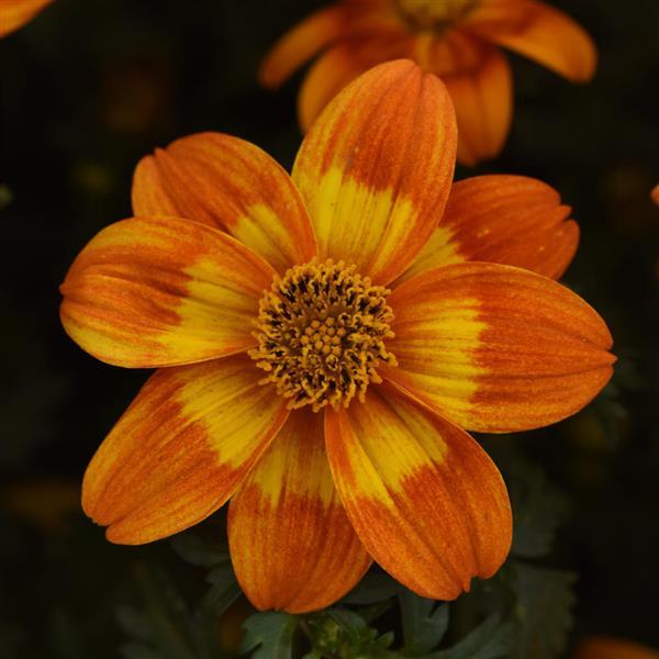 Bidens Bee Happy™ Orange