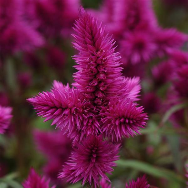 Celosia Intenz™ Classic