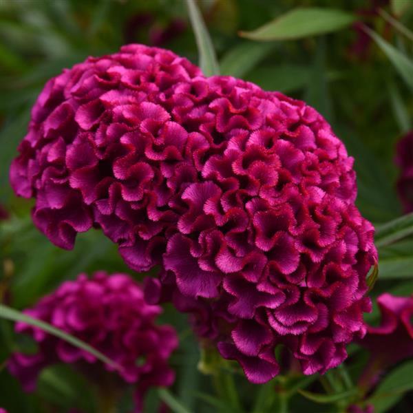 Celosia Twisted Purple
