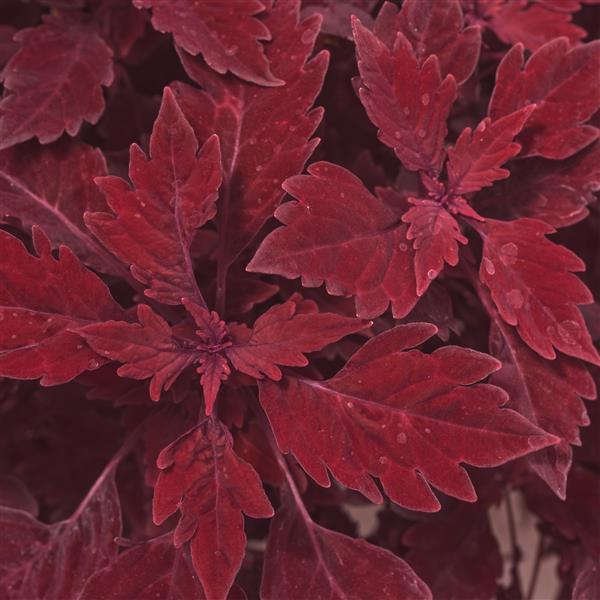 Coleus FlameThrower™ Salsa Roja