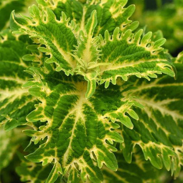 Coleus Keylime Fringe