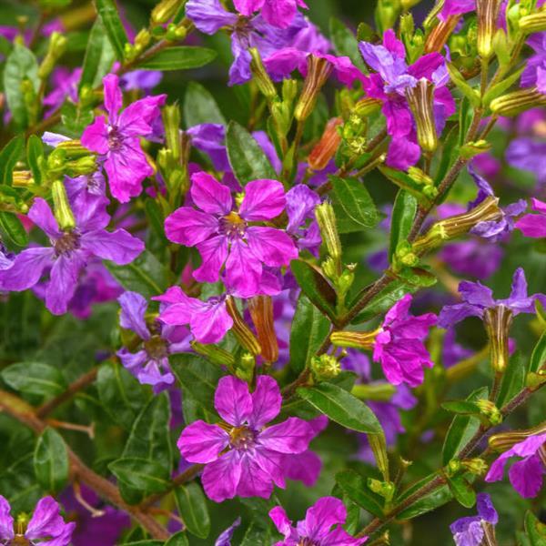Cuphea Enchantia™ Purple