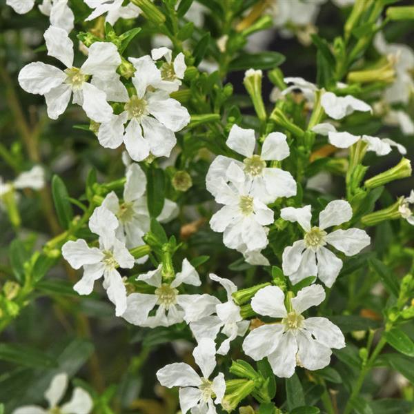 Cuphea Enchantia™ White