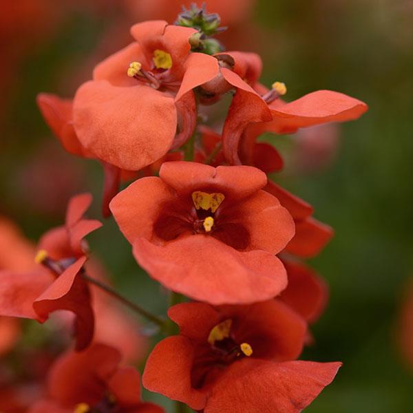 Diascia Juliet™ Orange