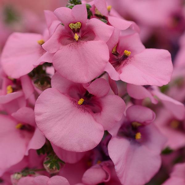 Diascia Juliet™ Pink
