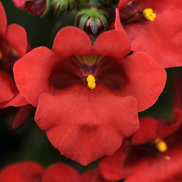 Diascia Juliet™ Red