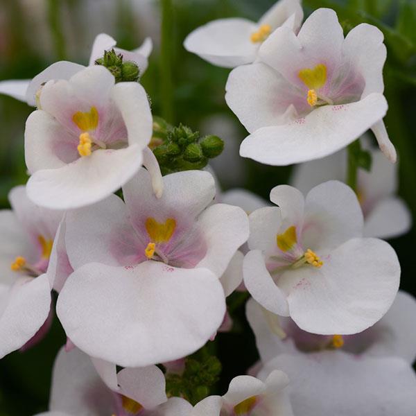 Diascia Juliet™ White