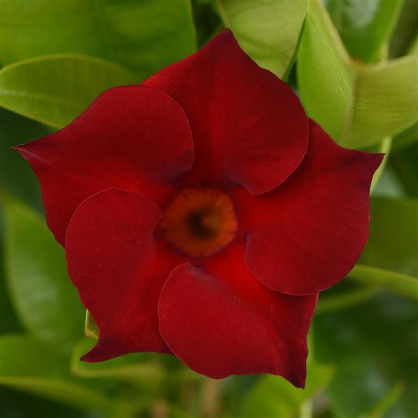 Dipladenia Tropica™ Medio Red