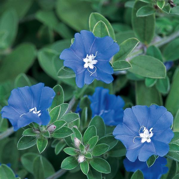Evolvulus Blue Daze