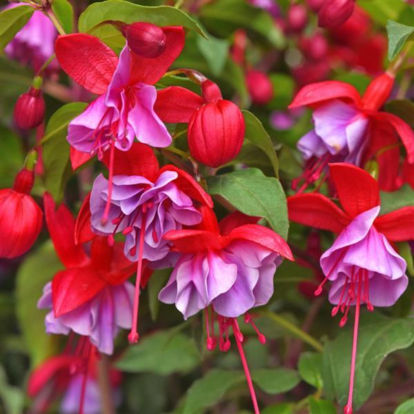 Fuchsia Blue Radiance