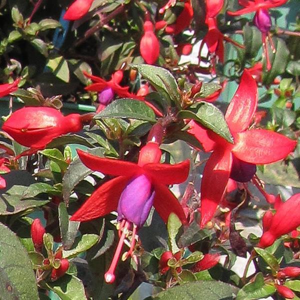 Fuchsia Bellinto™ Compact Red+Violet