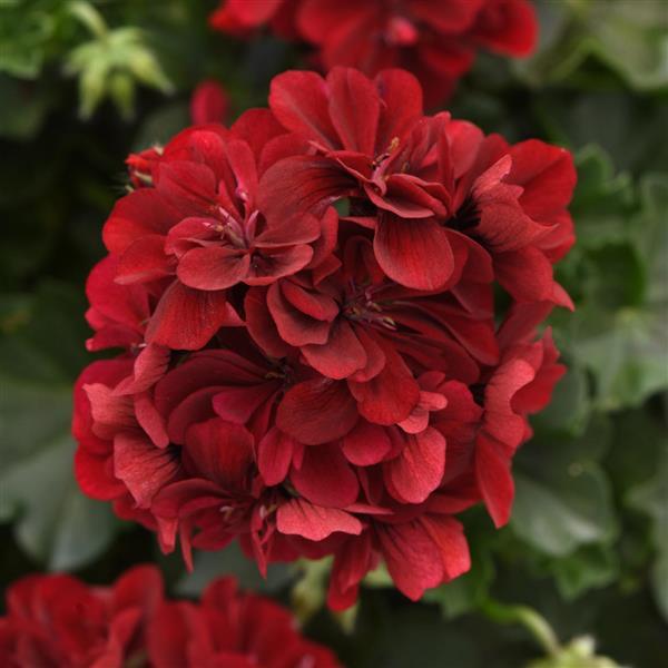 Ivy Geranium Focus™ Burgundy