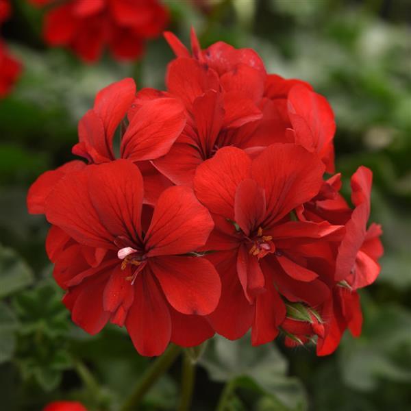 Ivy Geranium Focus™ Red