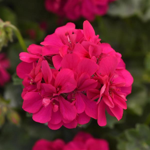 Ivy Geranium Focus™ Rose