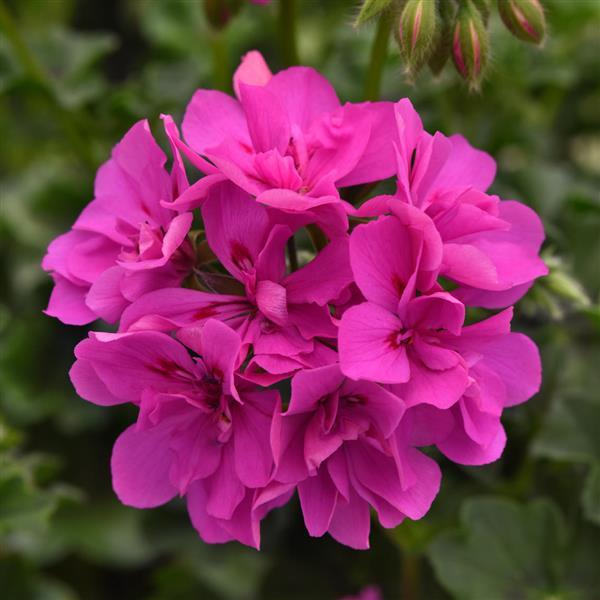 Ivy Geranium Focus™ Shocking Blue