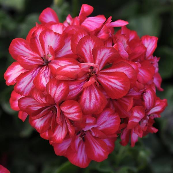 Ivy Geranium Focus™ Red Ice