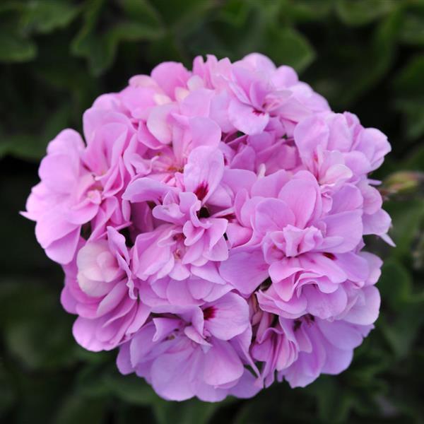 Ivy Geranium Precision™ Lavender Blue