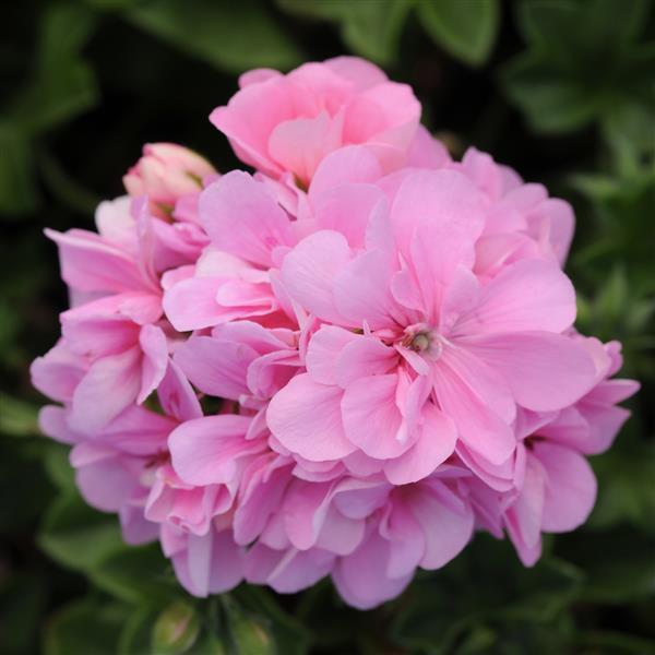 Ivy Geranium Precision™ Pink