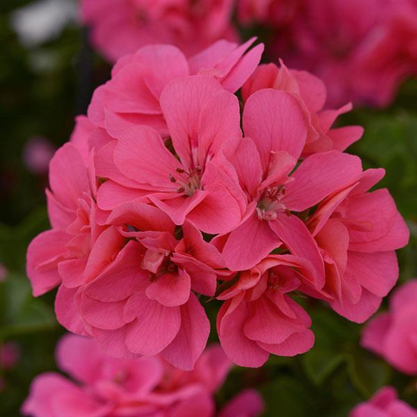 Ivy Geranium Precision™ Pink Flamingo
