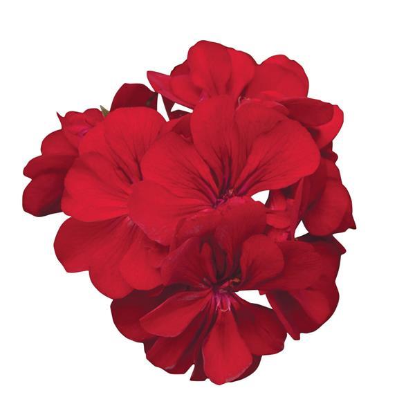 Ivy Geranium Precision™ Red