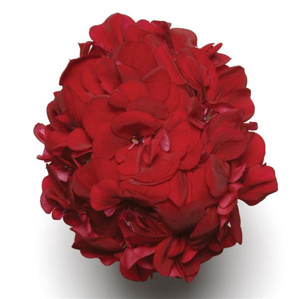 Ivy Geranium Precision™ Ruby