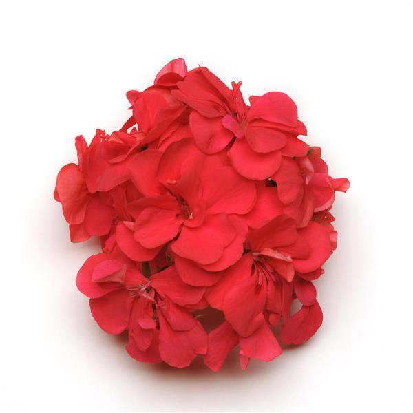 Ivy Geranium Precision™ Dark Salmon