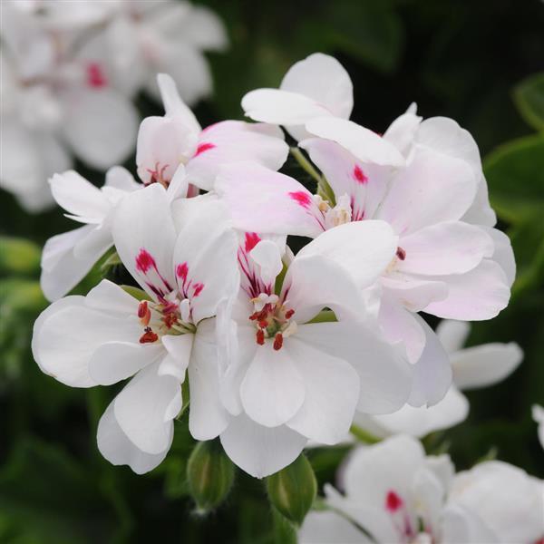 Ivy Geranium Precision™ White Red Eye