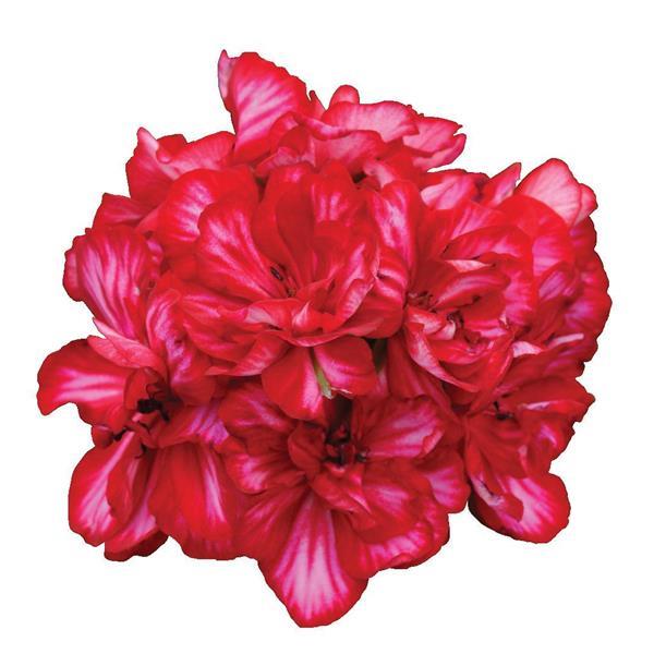 Ivy Geranium Precision™ Red Ice