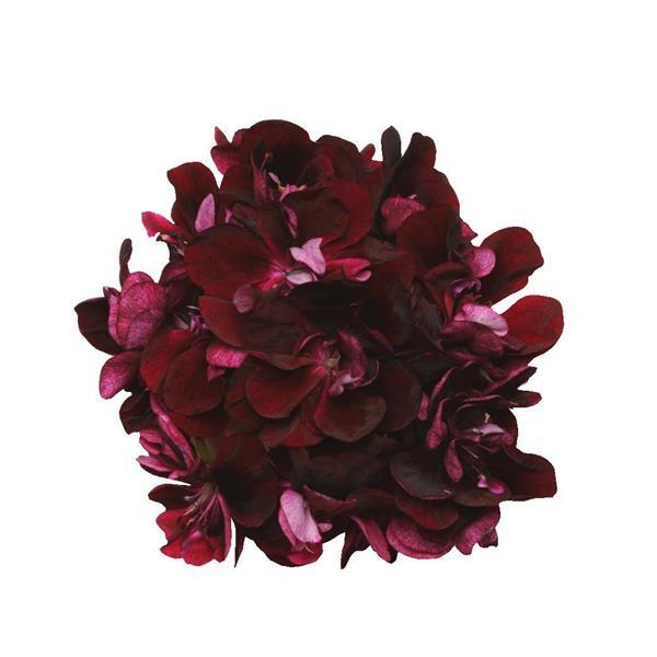 Ivy Geranium Precision™ Dark Burgundy