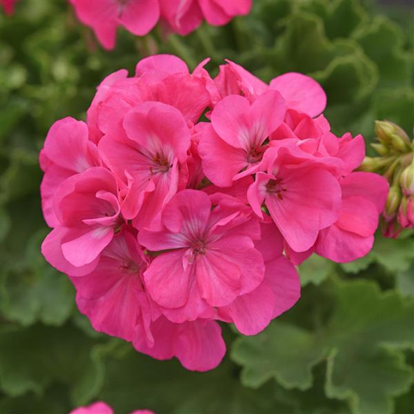 Zonal Geranium Dynamo™ Hot Pink 26