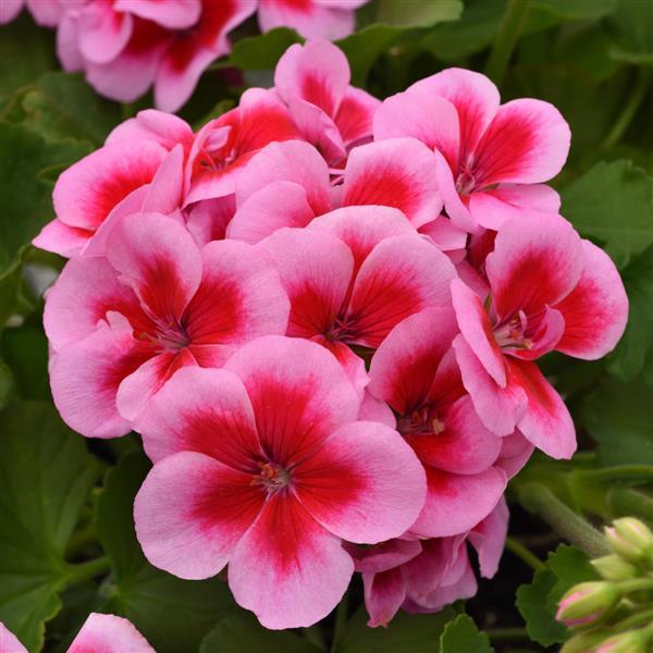 Zonal Geranium Dynamo™ Pink Dazzle