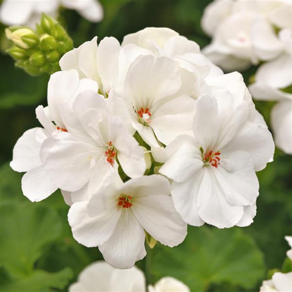 Zonal Geranium Galaxy™ White