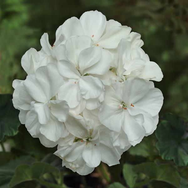 Zonal Geranium Presto™ White 27