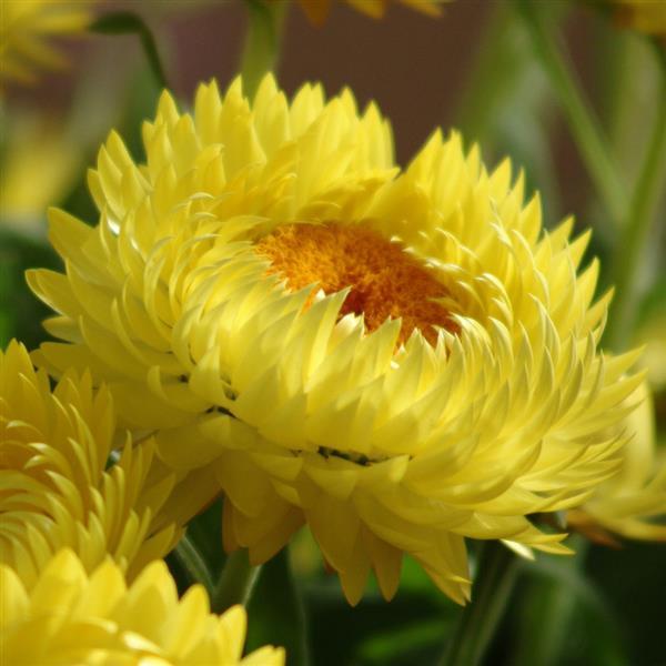 Bracteantha Dreamtime® Jumbo Yellow