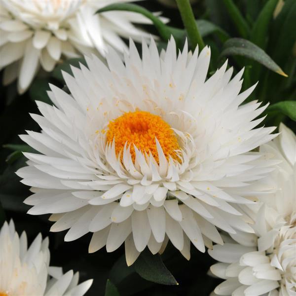 Bracteantha Dreamtime® Jumbo Pure White