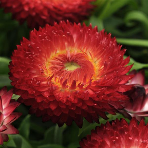 Bracteantha Dreamtime® Jumbo Red