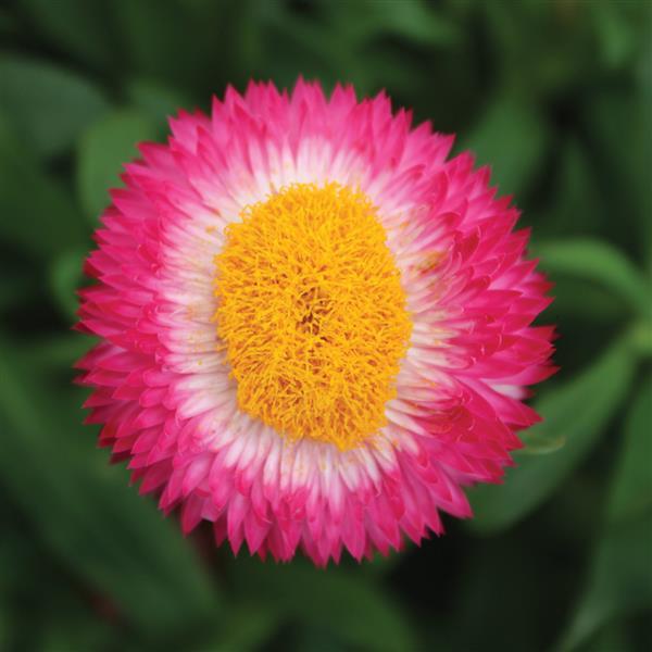 Bracteantha Dreamtime® Jumbo Rose