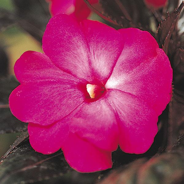 New Guinea Impatiens Celebration Electric Rose